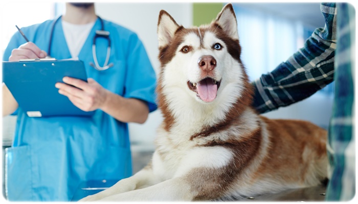 重大な病気なの？犬が下痢をした時の原因と正しい対処法を徹底解説！