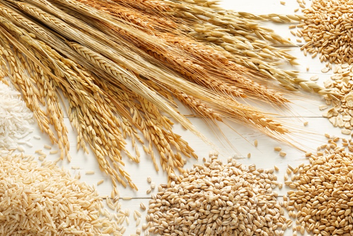 無添加ドッグフードの大麦や玄米は危険？